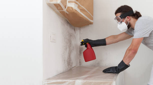Professional Black Mold Remediation technician working in Waban, MA