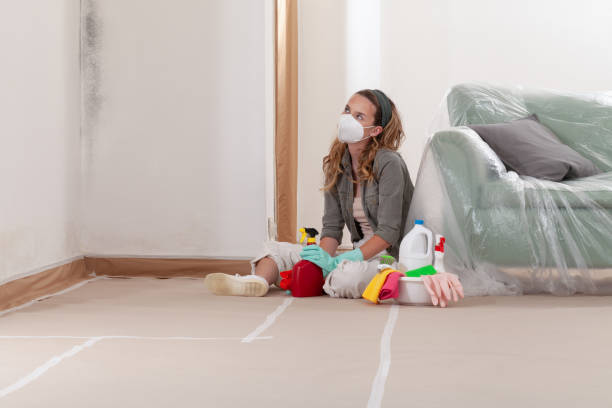Reliable Black Mold Remediation contractor in Waban, MA by Mold Remediation HQ