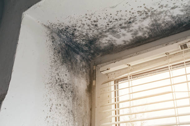 Affordable Black Mold Remediation solutions in Waban, MA